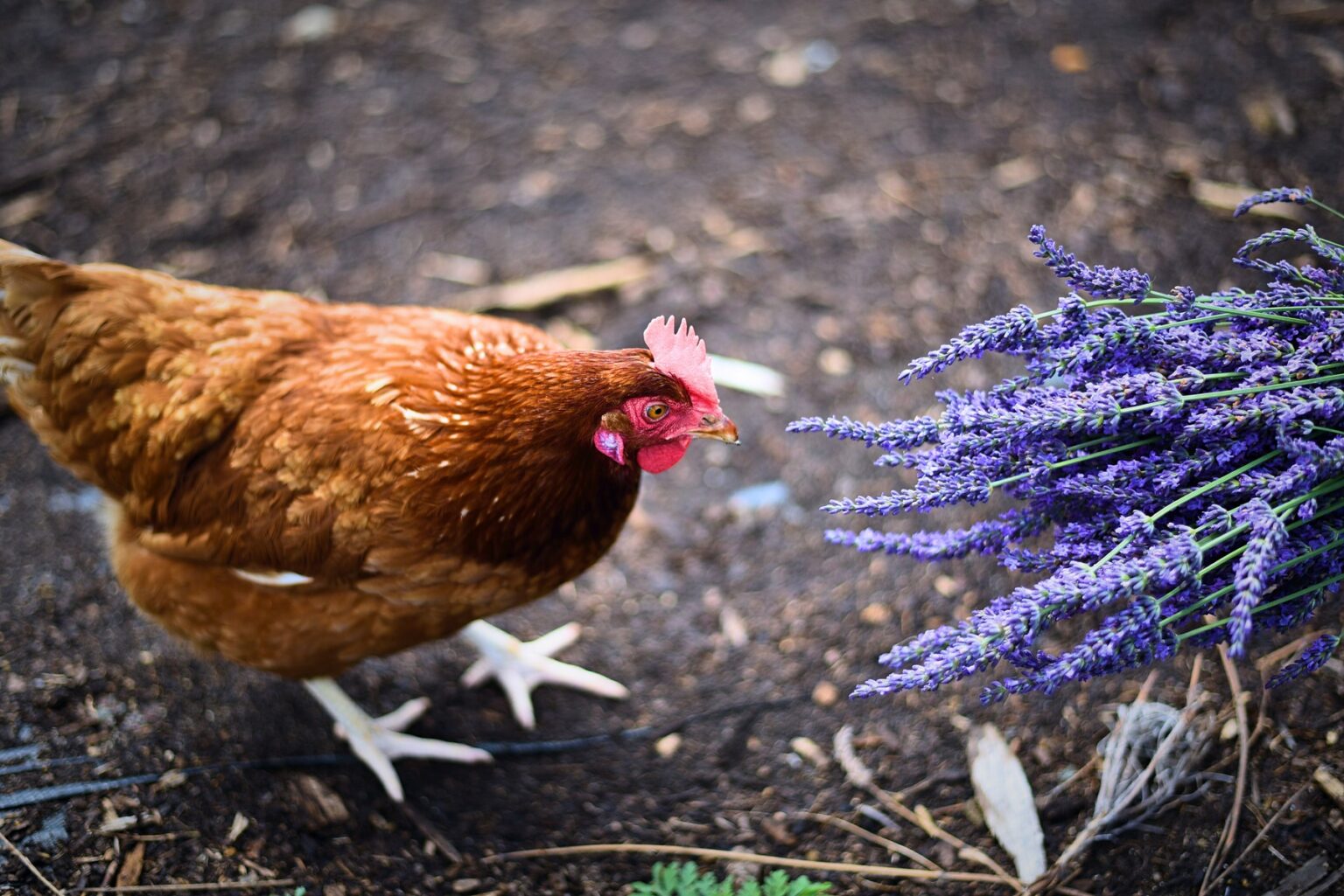 Lavender for Chickens Backyard Poultry